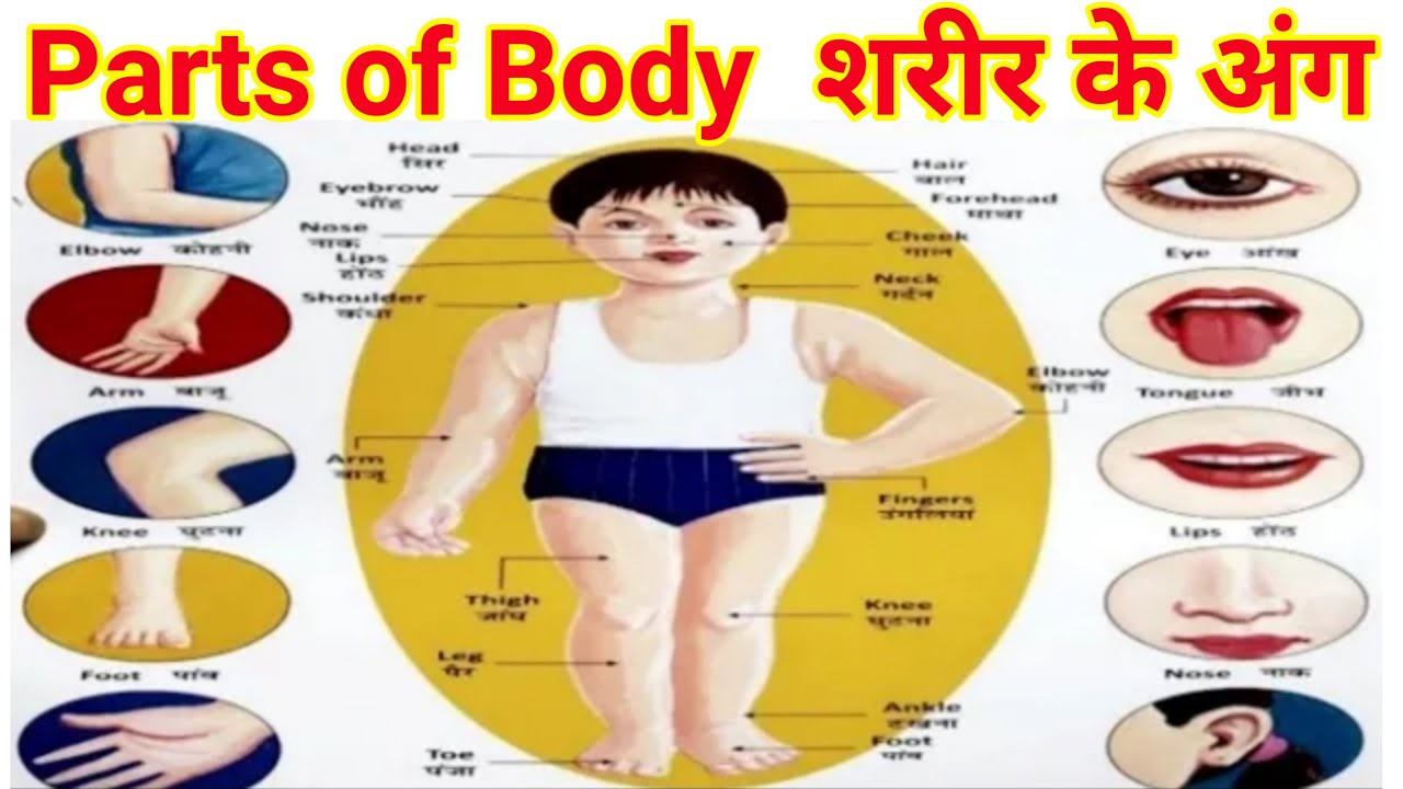 Body parts name in hindi and english | शरीर के अंगों के नाम हिन्दी और