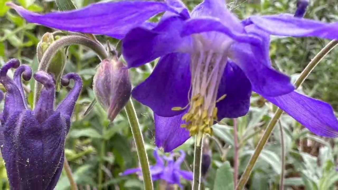 Aguileña pirenaica (Aquilegia pyrenaica)