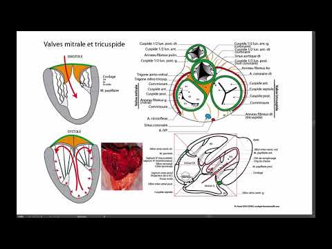 Vidéo: Valve Mitrale: Définition, Anatomie, Fonction, Diagramme, Conditions