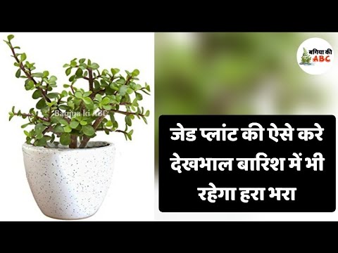 जेड की ऐसे करे देखभाल, बारिश में भी रहेगा हरा भरा | Jade Plant Indoor And Outdoor Care Tips #jade