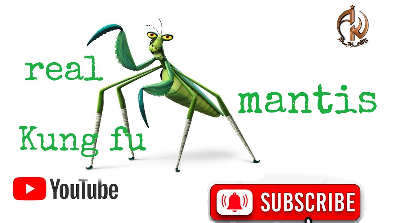 real Kung fu mantis| mantis fight| mantis kungfu academy| mantis kung fu academy