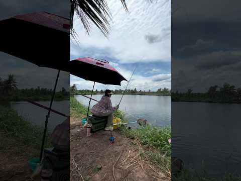 Câu cá ao lâu năm Ba Tri p4 #cauca #fishing #vyhanfishing