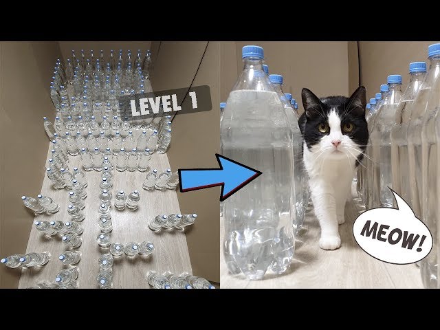 Mission Impossible. Bottle Maze With Water For The Cat. 3 Levels