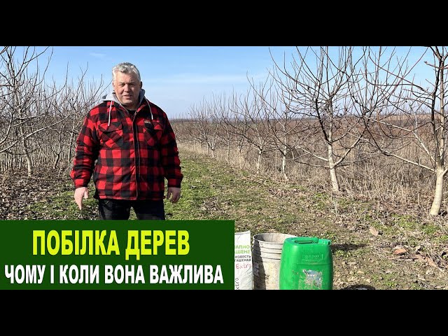 №193 Весняна та осіння побілка дерев: чому вона потрібна горіху