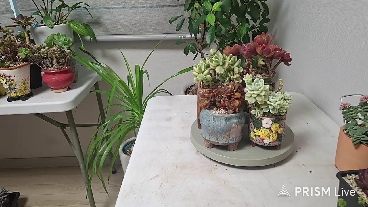 진짜다육 라이지브 방송