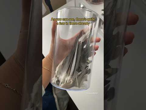 Collecting My Cockatiel S Big Feathers Cockatiel Yumyumthetiel Parrot Bird 