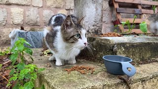 Poor hungry cats living on the streets in rainy weather. I gave them food.