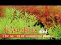 【前編】水草の育て方　育たない・元気がない原因