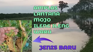 Disawah, bahan bonsai gratis masih melimpah