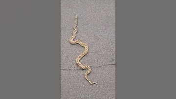 GOPHER SNAKE 🐍 JUST CHILLING OUT ON THE ROAD 🏜 #wildlife #nature #snake
