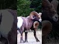 🐮🧠 Почему домашним животным подрезают рога? 😳