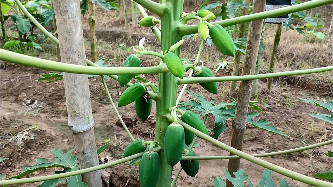 পেঁপের ফলন বাড়াতে সার প্রয়োগ এর নিয়ম। Rules for application of