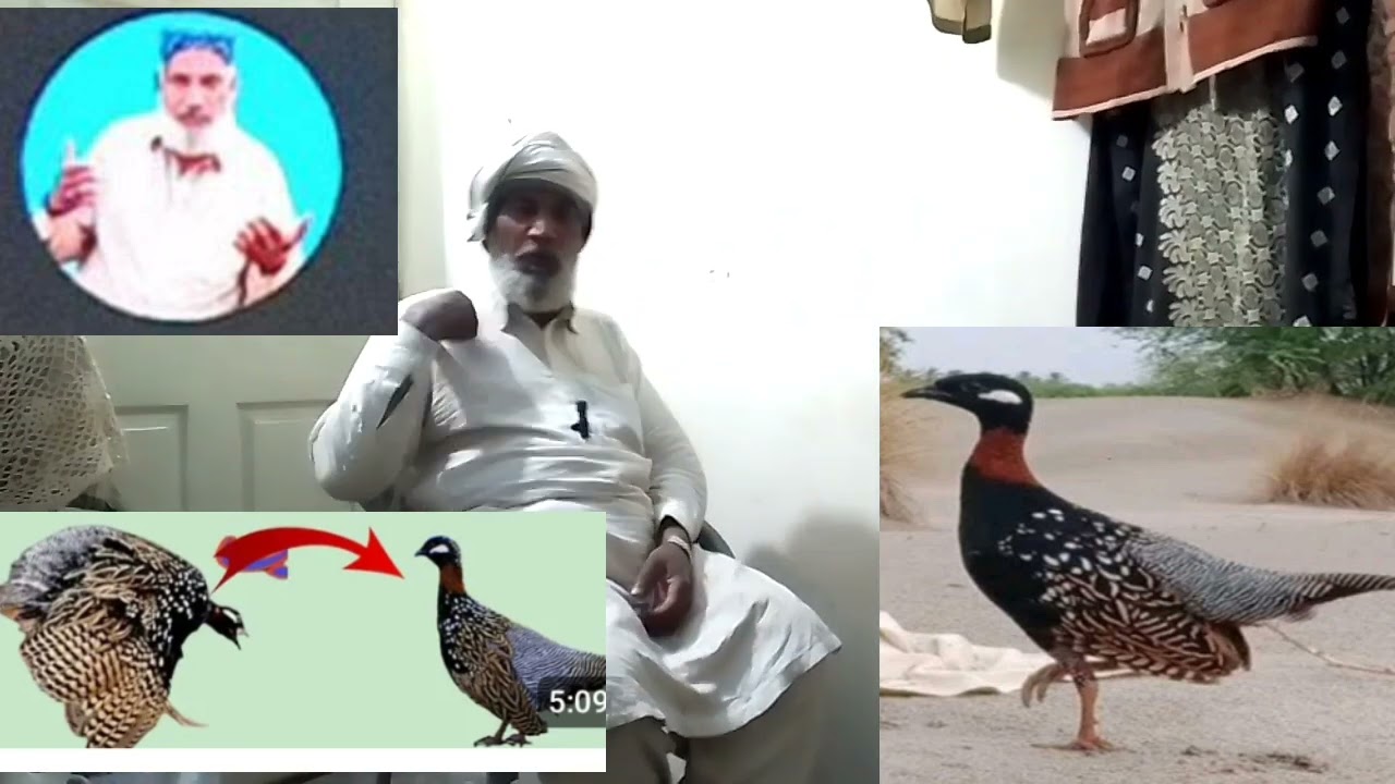 Jo Kala teetar apna per khata uska