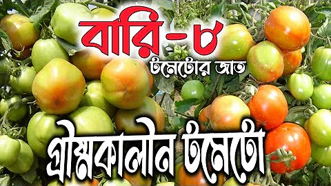 হাইব্রিড টমেটো বীজ বারি-৮ (Tomato ‍Seed Bari 8)- ৫গ্রাম | টমেটোর চাষ