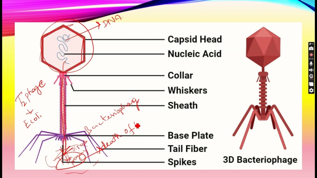 DNA as genetic material-Experiment 3-Blender experiment