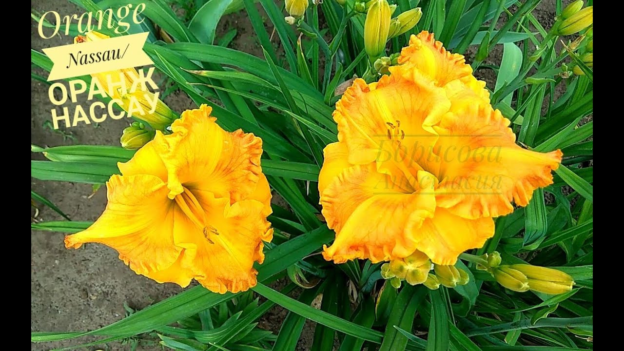 60. Orange Nassau/Оранж Нассау Лилейник