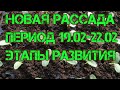 Всходы новой Арктики уже с нами🌱🌱🌱Период выращивания (19.02-22.02)