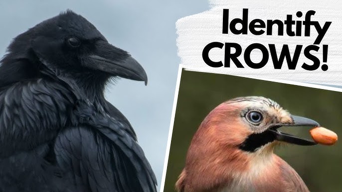 Facts about ROOKS! 