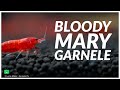 Bloody Mary Garnele - Neocaridina davidi | Beliebte Zwerggarnele | GarnelenTv