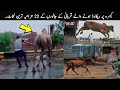 22 Eid Animals Funny Moments Caught On Camera | TOP X TV