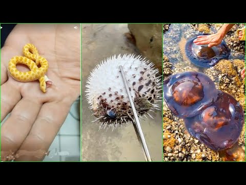 Catching Seafood, Fish, Clam, Octopus, Crab, Shrimp | Fishing Videos - Satisfying ASMR #24
