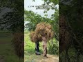 কৃষক ভাইয়ের পরিশ্রম ১.৫ মন ওজন নিয়ে ১ কিলোমিটার।  #prodipmachinery #agriculture #farmer #bdfarmers