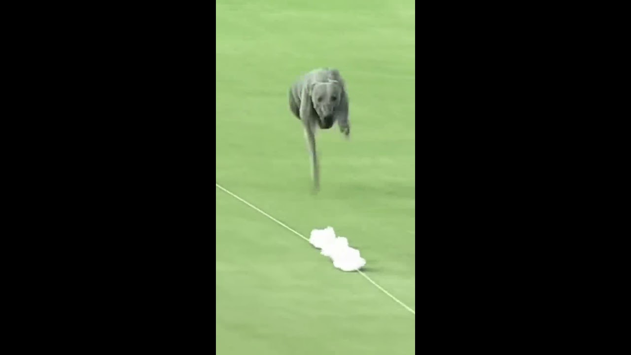 The fastest dog alive ๐ณ