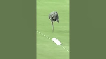 Thumbnail of The fastest dog alive 😳