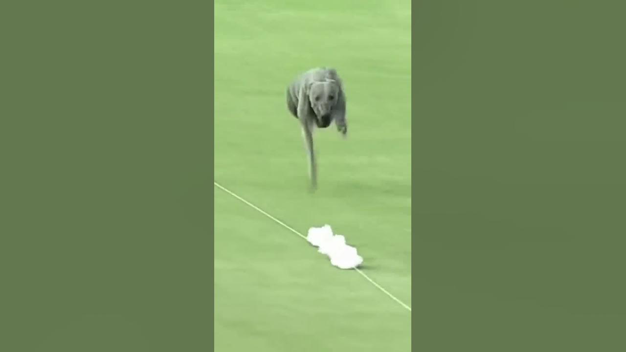 The fastest dog alive 😳