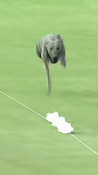 The fastest dog alive 😳