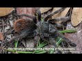 Meet Arizona's new species of tarantula