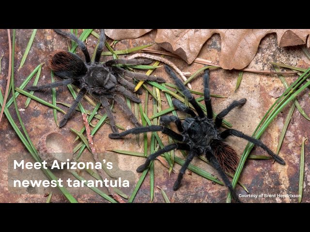 Meet Arizona's new species of tarantula - YouTube