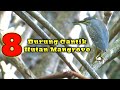 8 Jenis Burung Liar Yang Sering Kita Jumpai Di Hutan Mangrove
