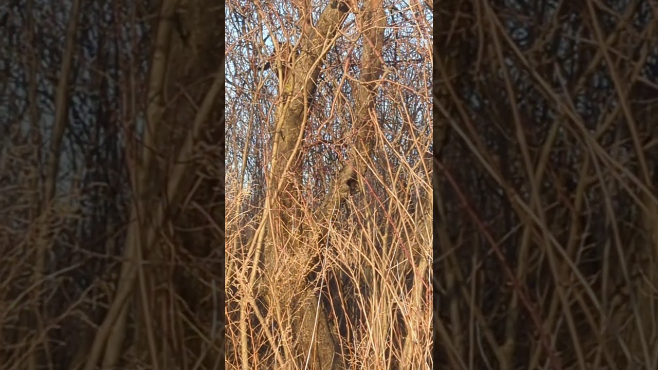 cat expertly climbs down tree 