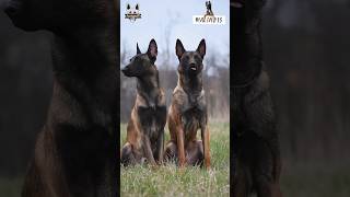 Satisfying Belgian malinois looks innocent but they are not #shorts #dog