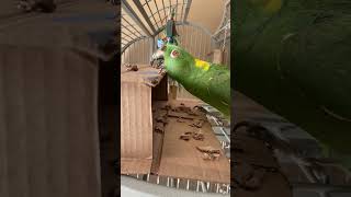 Popeye's Walmart Box Rampage: Parrot vs. Cardboard!