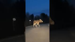 Встреча с лосихой 😲🦌