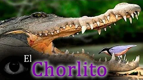 ¿Qué animal limpia los dientes de los cocodrilos?