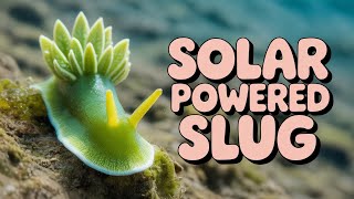 Sea Slugs With Superpowers You Won’t Believe!