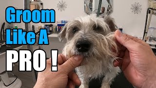 STEP BY STEP | Knotted Schnauzer Grooming by Grooming By Rudy 952 views 3 months ago 23 minutes