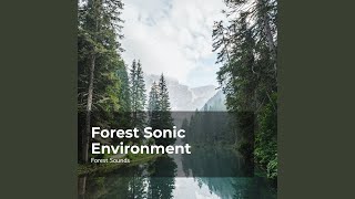 Rain Forest Harmony