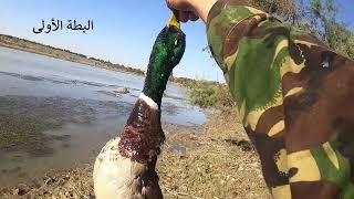 Chasse de canard au Maroc ÖRDEK AVI 2022 Охота на утку  / صيد الخضيري البط البري