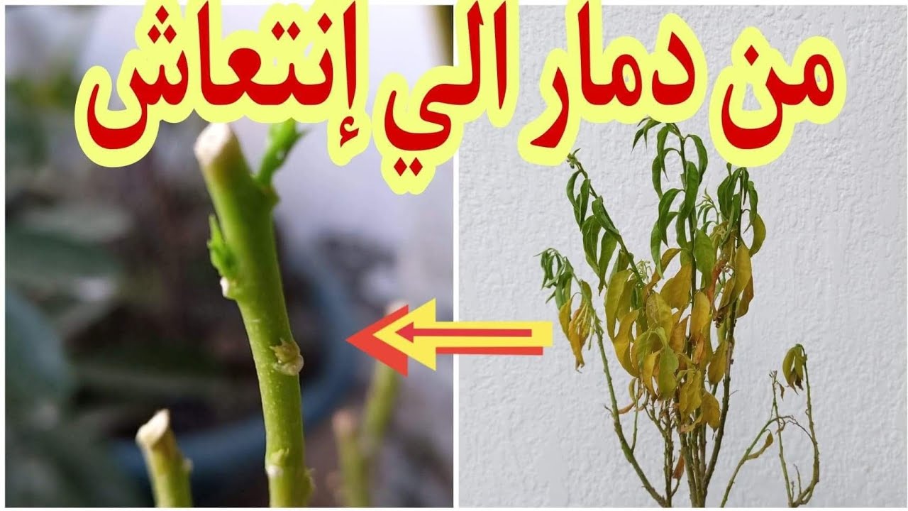 نبات مسك الليل عناية و اكثار و تسميد و تقليم مسك الليل شجرة الكولونيا او ليلة القدر, Night Jasmine