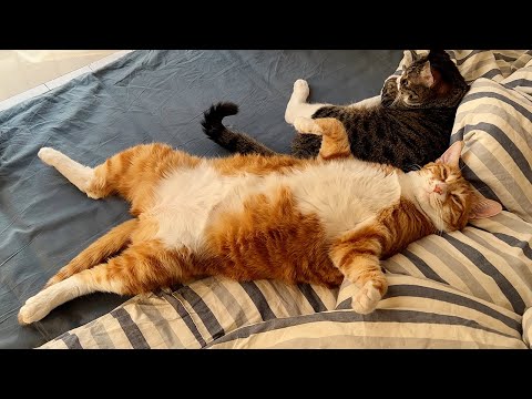 猫不肯跟我们回城里生活闹情绪？回城后它就是个享受生活的大爷，睡姿也更豪放了……