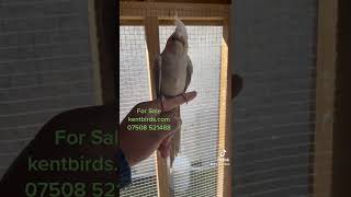 Tamed cockatiel