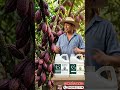 Cómo evitar que se caiga la flor del Cacao 🌸➡️🍫