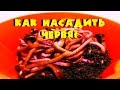 Как насадить червя на крючек? Эффективные способы.