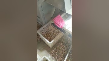 BL30 garlic color sorter Sorting Garlics