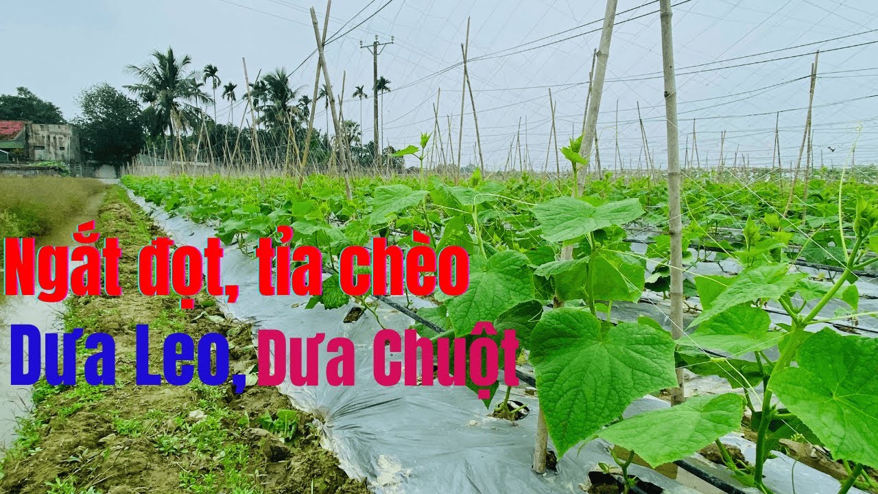 Cách ngắt đọt, tỉa chèo Dưa Leo, Dưa Chuột cho nhiều trái.