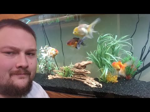 How to determine goldfish gender